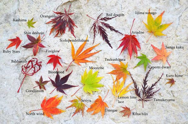 foglie di acero rosso giapponese tipologie